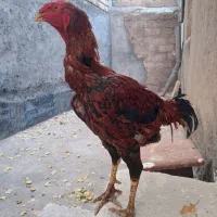 یک عدد خروس زیبا..یک عدد خروس لاری|حیوانات مزرعه|خلخال, |دیوار