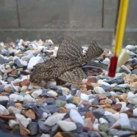 کت فیش  (فروش فوری)