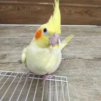 عروس هلندی نر و ماده دو ماه و نیم دستی|پرنده|تنکابن, |دیوار