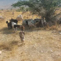 کهره و بز کهره دار|حیوانات مزرعه|کازرون, |دیوار