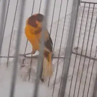 قناری نر بخون