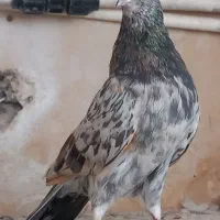 کبوتر پرشی