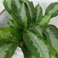 گیاه اگلونما هندونه ایی