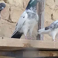 جفت نر مست