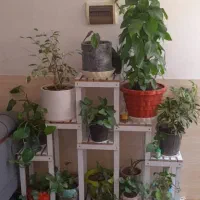 استند گل|گل و گیاه طبیعی|شیراز, شهرک مهدی‌آباد|دیوار