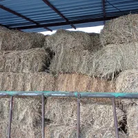 علف بونجه|لوازم جانبی حیوانات|قصابه, |دیوار