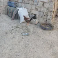 جوجه محلی|پرنده|زهک, |دیوار