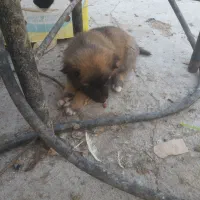 واگذاری توله سگ سرابی|سگ|یزد, |دیوار