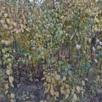 انواع نهال آلو و نیلک