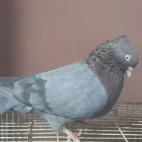 کبوتر