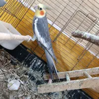 دو جفت عروس هلندی|پرنده|برازجان, |دیوار
