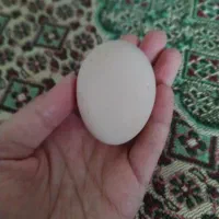 تخم مرغ محلی