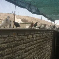 کبوتر ماده|پرنده|شیراز, هفت تنان|دیوار