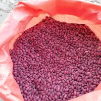لوبیا قرمز (2 تن بوجاری شده) قطره ای