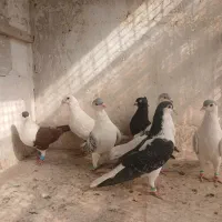 چپ ساده قلدور|پرنده|شاندیز, |دیوار