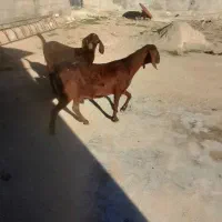 گوسفند‌وبز