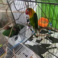 کوتوله جفت کارداده