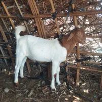 2 عدد کهره نر