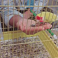 طوطی برزیلی