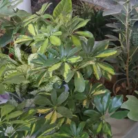 گل آپارتمانی|گل و گیاه طبیعی|الیگودرز, |دیوار