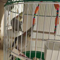 یک جفت عروس هلندی بالغ به اسم رکس..رکسانا 3تومان