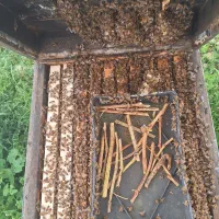 کندو ۱۰ قاب