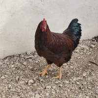 خروس روآیلند جوان