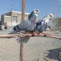 یکجفتگلیپرشی|پرنده|کمیجان, |دیوار