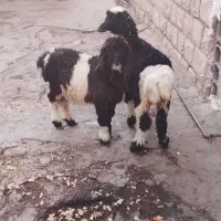 بره نرماده دوقلو دونه ۸۶۰۰|حیوانات مزرعه|مسجد سلیمان, |دیوار