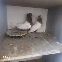 کبوتر|پرنده|مبارکه, |دیوار