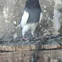 کبوتر طوقی کاکلی