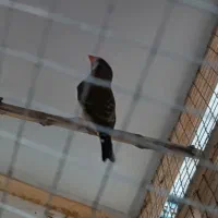 فنچ