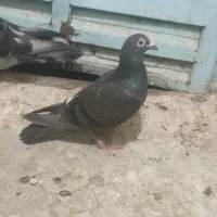 جفت پلاکی