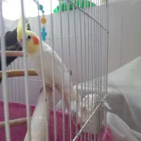 یکجفت عروس هلندی نر آماده باهم|پرنده|تهران, ولی آباد|دیوار