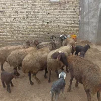 میش بره دار