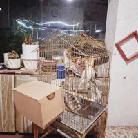 عروس هلندی|پرنده|شاهین‌شهر, اقبال لاهوری|دیوار