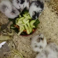 همستر  فقط ۵۰ هزار تومان|موش و خرگوش|اصفهان, مهدی آباد|دیوار