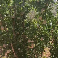 دو هکتار باغ پسته و بادام  +دو هکتار