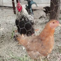 7تا جوجه...یه مرغ یه خروس لری