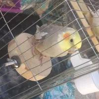 یک جفت عروس هلندی سخنگو|پرنده|اصفهان, شاهد|دیوار