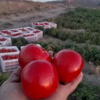 گورجه خالس گوشتی ربی منطقه فریمان با آب قنات|خوردنی و آشامیدنی|مشهد, هفده شهریور|دیوار