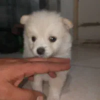 پامرانین عروسکی سفیدصدفی اصیل قیمت ۲۰|سگ|تهران, سعادتآباد|دیوار