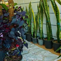 گلفروشی گیاهان آپارتمانی|گل و گیاه طبیعی|مهدی شهر, |دیوار