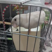 برزیلی دستی آلبینو نَر|پرنده|قزوین, |دیوار