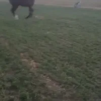 فروش اسب نریان دره شوری|اسب و تجهیزات اسبسواری|جونقان, |دیوار