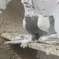 پرپا تکدم دوکت