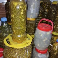 فروش ترشی گلک موسیر و غنچه گلک کاملا بهداشتی|خوردنی و آشامیدنی|شیراز, شهرک فرهنگیان|دیوار