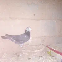 کفتر المانی|پرنده|سده (خراسان جنوبی), |دیوار