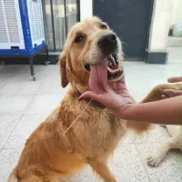 سگ نژاد گلدن رتریور