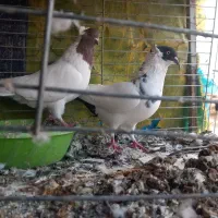 غریب گیری|پرنده|کرج, حیدرآباد|دیوار